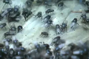 Video: Kinh hoàng ruồi 'tấn công' một ngôi làng ở Nga