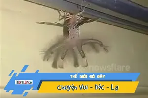 Video: Phát hiện sinh vật kì dị y như ngoài hành tinh