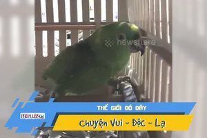 Video: Nghe vẹt giả tiếng khóc trẻ con