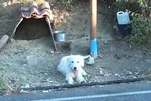 Chủ mất vì tai nạn, chú chó 'dọn' đến ở tại hiện trường