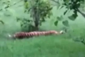 33 người bị truy nã vì giết chết hổ