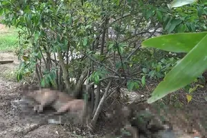 Video: Kinh hoàng heo chết, thối rữa vứt trong rừng tràm