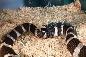 Kinh ngạc xem rắn vua nuốt gần hết thân mình