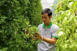 Trồng rau khí canh thu cả tấn rau sạch mỗi tháng ở Sài Gòn