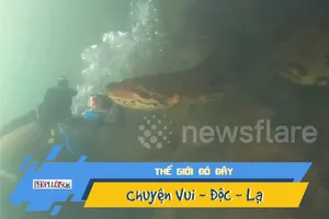Video: Chạm trán trăn Anaconda khổng lồ dưới đáy sông
