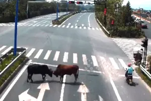 Video: Hai con bò nhà kéo nhau ra giao lộ đại chiến