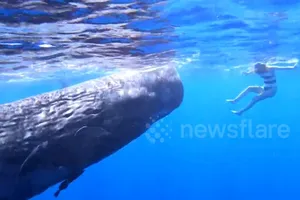 Sửng sốt với cô gái chơi đùa trước miệng cá voi