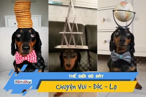 Chó gây sốt Instagram nhờ khả năng cân bằng kỳ lạ