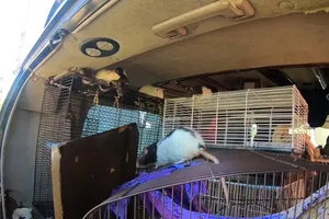 Phụ nữ sống với hơn 300 con chuột trên một xe tải