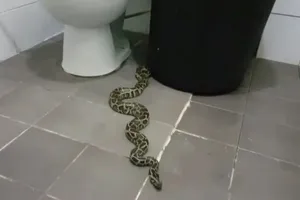 Tá hỏa phát hiện trăn 2 m trong nhà vệ sinh