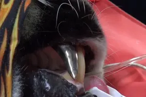 Con hổ dẫn đầu xu thế khi được bọc răng nanh bằng vàng