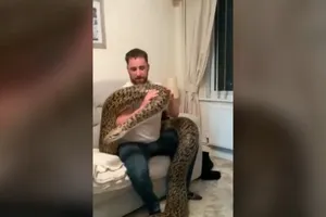 Mạo hiểm nuôi trăn dài 5,5m, nặng 110kg trong nhà như thú cưng