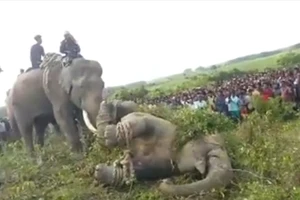 Voi 'bin Laden' bị bắt sau khi giết chết 5 người