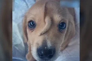 Lạ lùng chú cún có đuôi nằm giữa trán