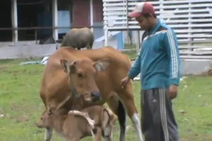 Lạ lùng con bê sinh ra với 8 chân