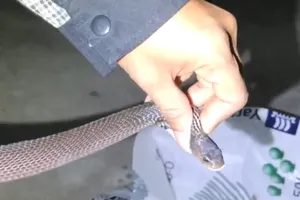 Bé 10 tuổi hú hồn phát hiện rắn hổ mang trong giày đá bóng