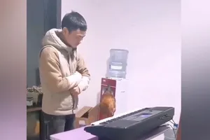 Thanh niên dạy gà 'chơi' piano tài tình