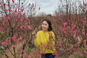 Làng đào Nhật Tân nhộn nhịp ngày cận tết