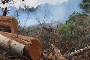 Cần điều tra tình trạng hủy hoại rừng tại Đắk Nông