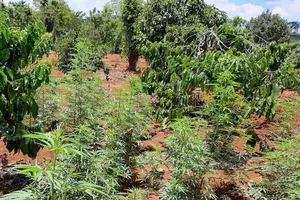 Phát hiện trồng hơn 1.000 cây cần sa trong khu rẫy vắng