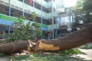 Hiện trường vụ cây phượng bật gốc khiến 1 học sinh tử vong