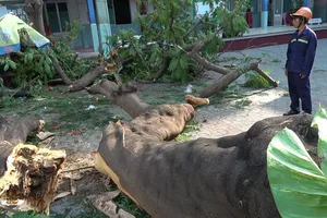 Phụ huynh nói về vụ cây phượng bật gốc đè học sinh