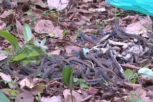 Tiến hành thả động vật hoang dã về môi trường tự nhiên