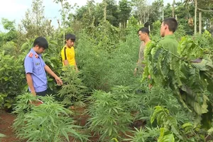 Trồng cần sa, hai anh em sinh đôi bị bắt