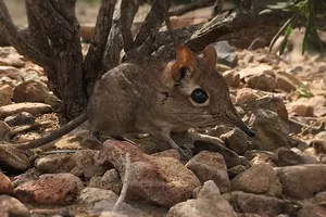 Phát hiện chuột chù voi tí hon sau 50 năm tưởng đã tuyệt chủng