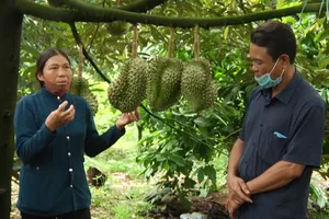 Phát triển sầu riêng theo hướng bền vững