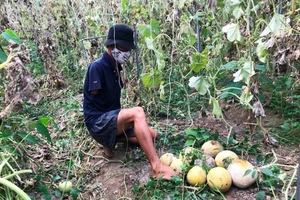Dưa lưới để đến thối vì không bán được trong dịch COVID-19 
