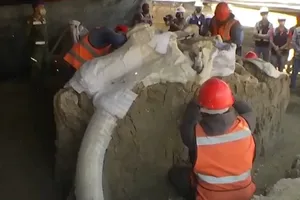 Phát hiện 200 bộ xương voi ma mút ở sân bay Mexico