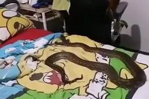 Trăn 2m bò lên giường bé trai sưởi ấm