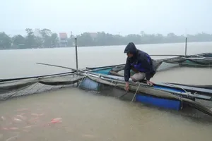 Nguy cơ mất trắng cá và lồng bè trên sông Bồ do lũ