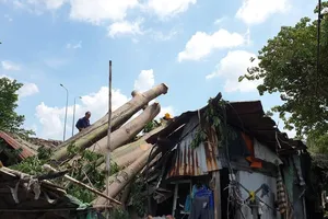 Lời kể của nạn nhân trong vụ cây gòn 50 tuổi bật gốc ở TP.HCM