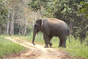 Voi ra gần trung tâm Vườn Quốc gia Cát Tiên