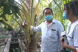 Video: Cây trong vườn ông Hai Nghĩa cũng được đeo khăn tang