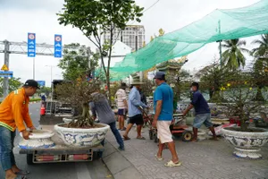 Mai vàng 'bạc tỉ' kéo nhau xuống phố, nhà vườn thấp thỏm vì thời tiết thất thường
