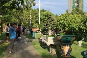 Video: Dàn bonsai chục tỉ quy tụ về Quy Nhơn