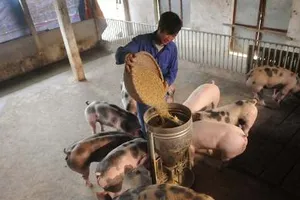 Hai công ty bị phạt 800 triệu đồng, đóng cửa một tháng