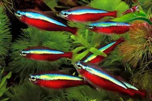 Kiếm hơn 10 triệu đô nhờ xuất ngoại cá cảnh