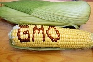 Thực phẩm biến đổi gen phải ghi nhãn rõ 'biến đổi gen' 