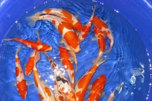 TP.HCM: Cá Dĩa, cá Koi xuất ngoại đem về hàng triệu đô