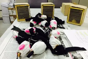 Hành khách giấu chim hoang dã trong... ống quần 