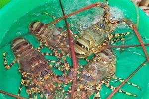 Tôm hùm sẽ thu về hơn 3.000 tỉ đồng mỗi năm