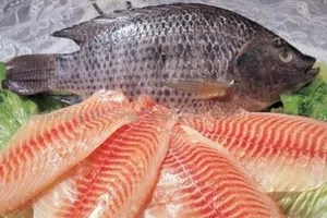 Cá rô phi được quy hoạch, xây dựng thương hiệu xuất khẩu