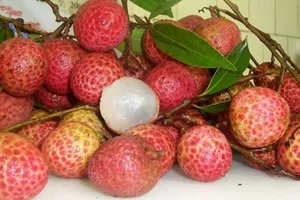 Vải thiều Bắc Giang xuất khẩu sang Mỹ