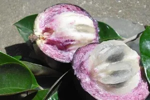 Vú sữa Việt Nam sắp được nhập khẩu Mỹ