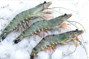 Tôm Việt Nam xuất khẩu sang Mỹ tăng mạnh