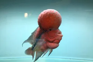 TP.HCM xuất khẩu châu Âu hơn 12 triệu con cá cảnh 